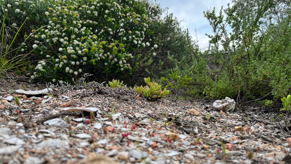 Shell Midden